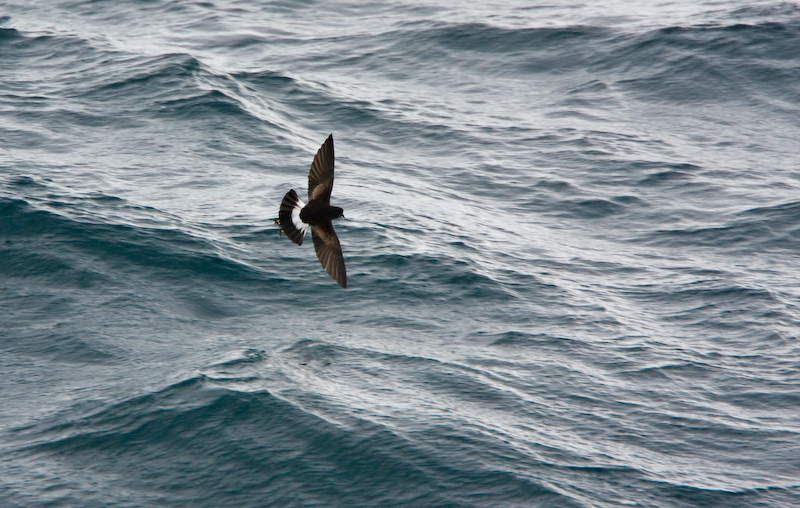 Wilsons Storm Petrel In Flight